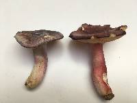 Russula violeipes image