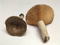 Lactarius quietus image