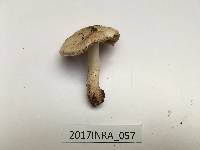 Inocybe fraudans image