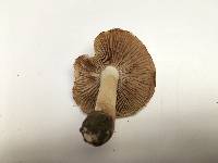 Inocybe fraudans image