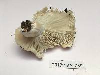 Russula delica image