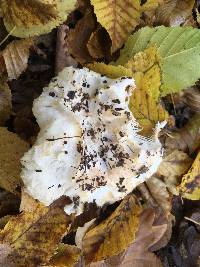 Russula delica image