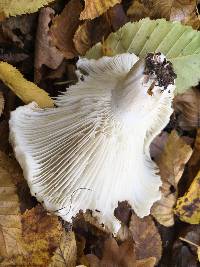 Russula delica image