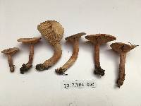 Lactarius camphoratus image