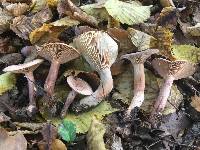 Lactarius camphoratus image