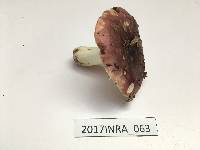 Russula bresadolae image