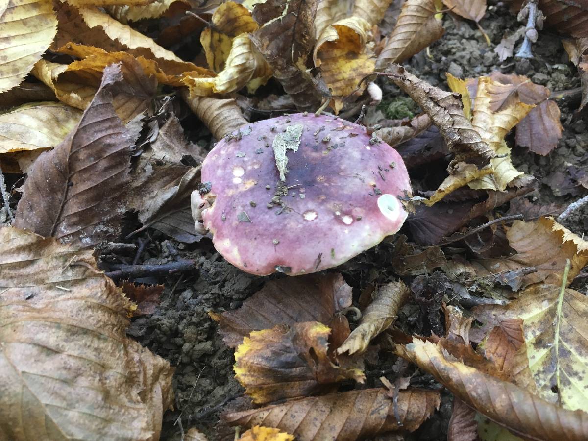 Russula bresadolae image