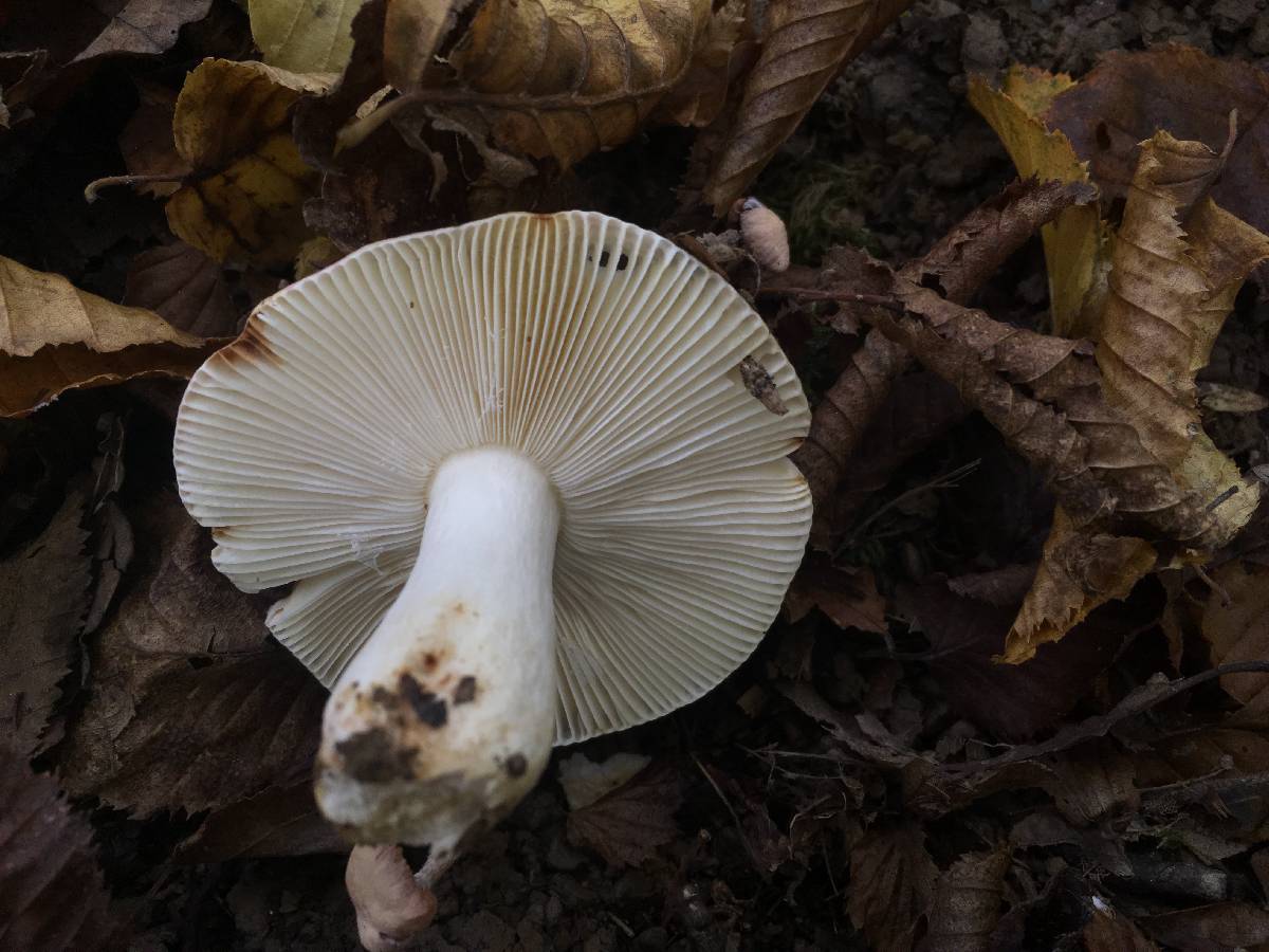 Russula bresadolae image