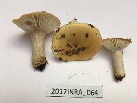 Russula ochroleuca image