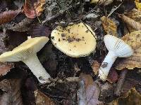 Russula ochroleuca image
