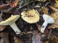 Russula ochroleuca image