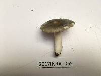 Russula parazurea image