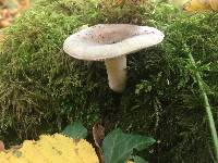 Russula parazurea image