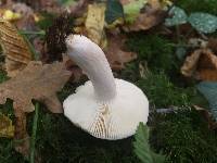 Russula parazurea image