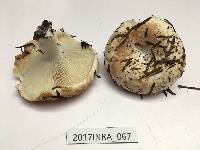 Russula chloroides image