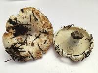 Russula chloroides image