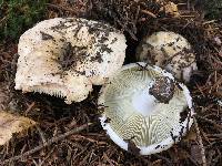 Russula chloroides image