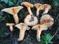 Lactarius salmonicolor image