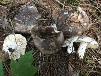 Russula nigricans image