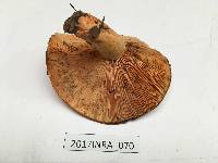 Lactarius salmonicolor image