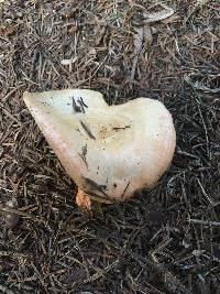 Lactarius salmonicolor image