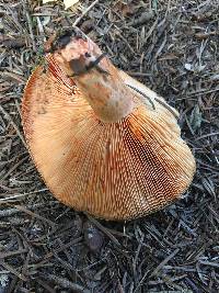 Lactarius salmonicolor image