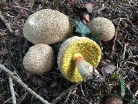 Boletus chrysenteron image