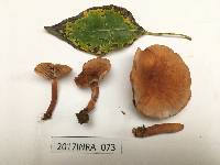 Lactarius camphoratus image