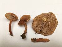 Lactarius camphoratus image