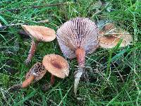 Lactarius camphoratus image