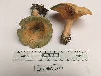 Lactarius deterrimus image