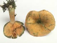 Lactarius deterrimus image