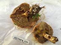 Suillus grevillei image