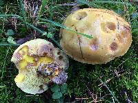 Suillus grevillei image