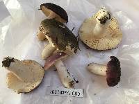 Russula cyanoxantha image