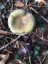 Russula cyanoxantha image