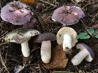 Russula cyanoxantha image