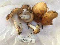 Russula grata image