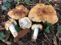 Image of Russula grata