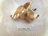 Russula vesca image