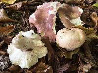 Russula vesca image