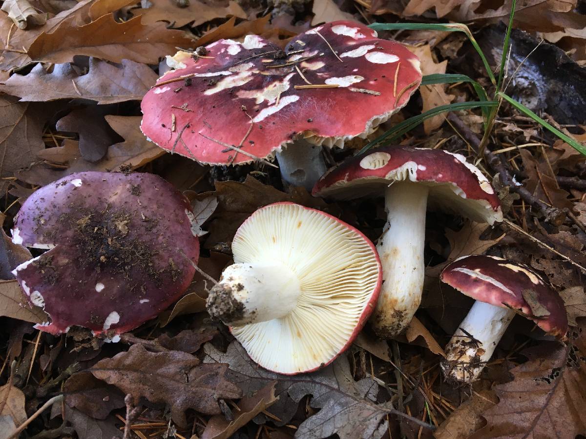 Russula bresadolae image