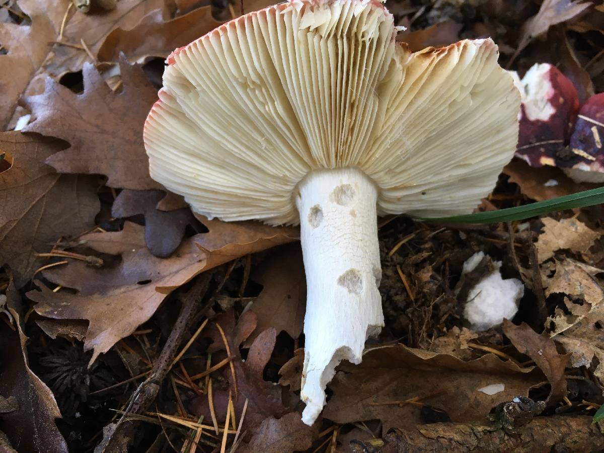 Russula bresadolae image