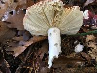 Russula bresadolae image