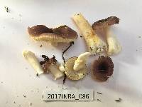 Russula puellaris image