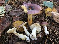 Russula puellaris image