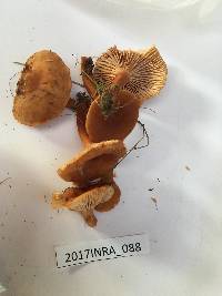 Lactarius camphoratus image