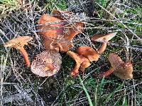 Lactarius camphoratus image