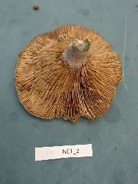 Lactarius paradoxus image