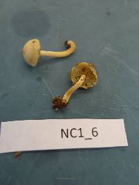 Hypholoma subviride image